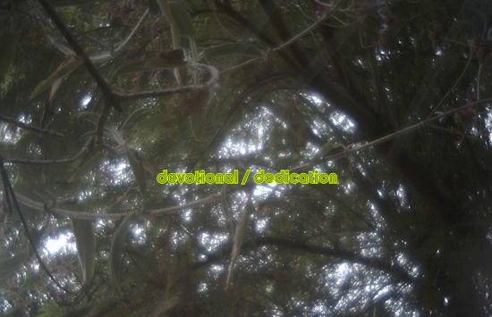 Devotional Dedication